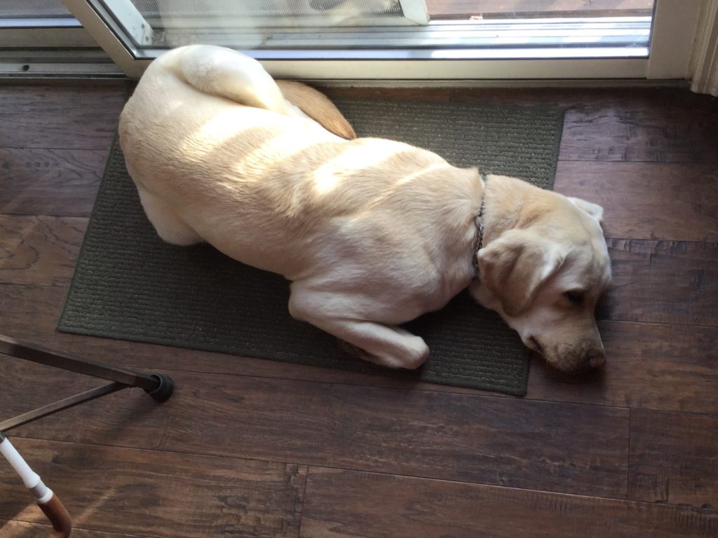 romana laying by a glass door twisted in a snake-like position with her head in a different direction than her body