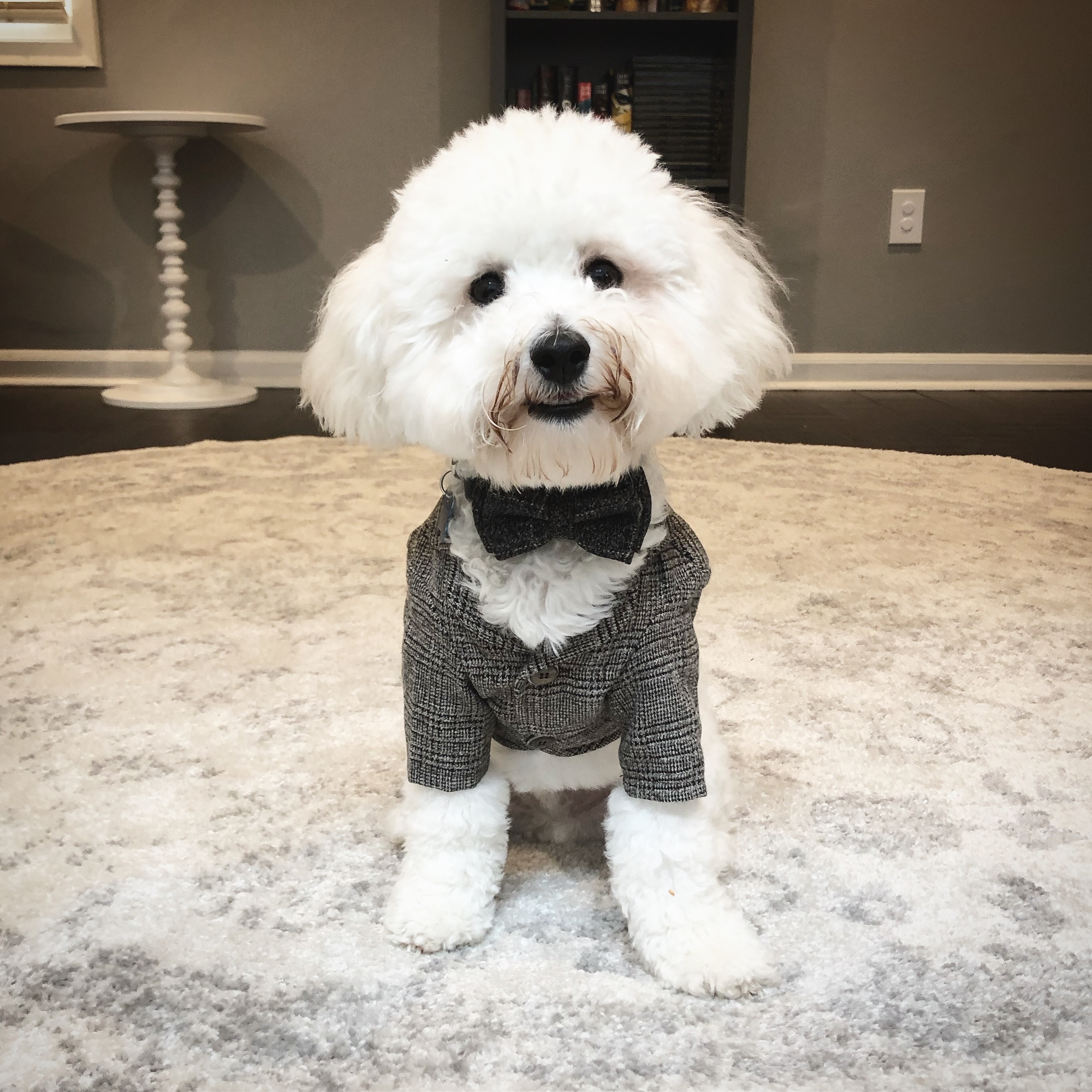 bichon frise rupert giles greer in his little tweed suit and bow tie