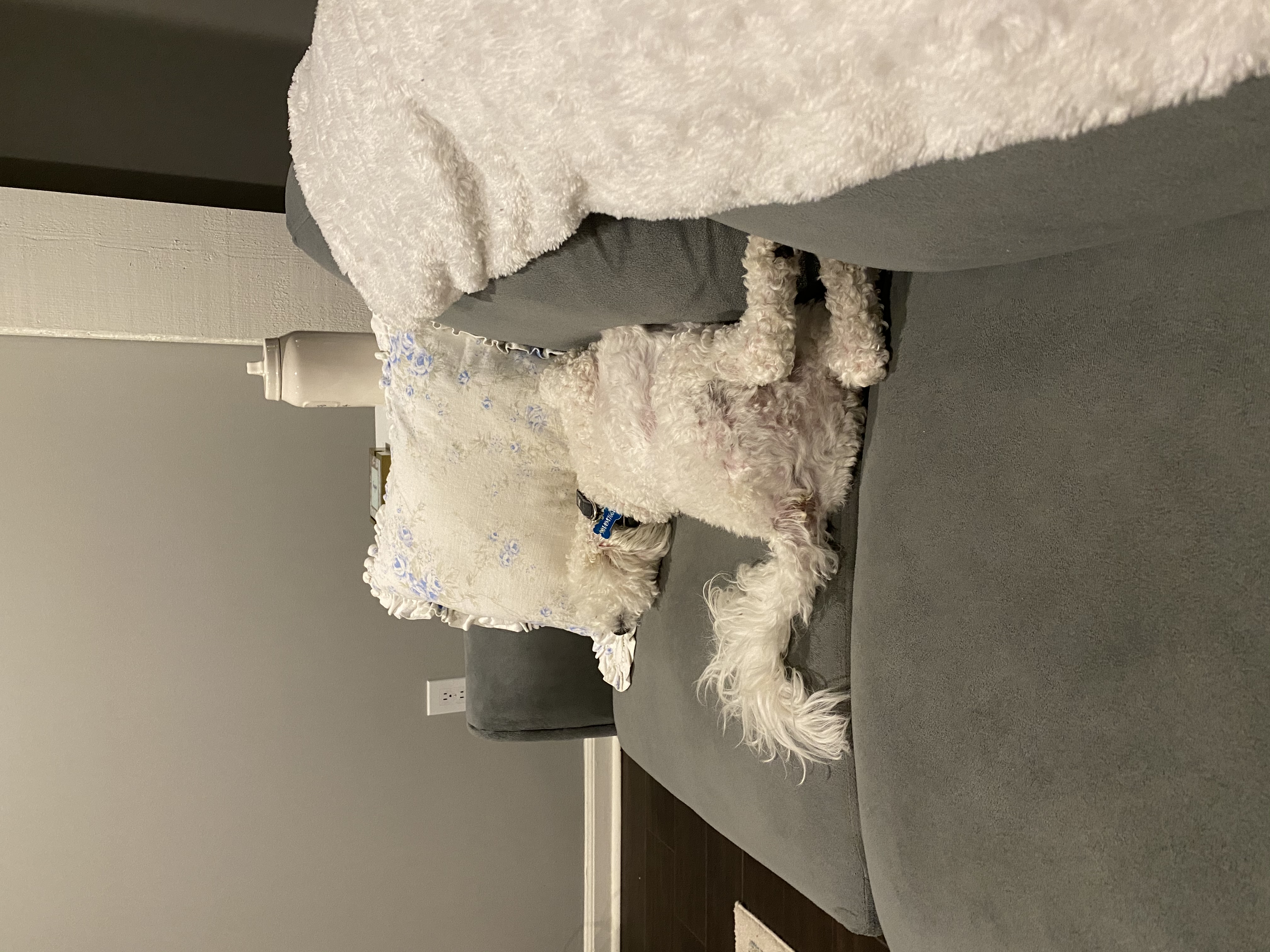 rupert laying on a couch, twisted in a snake-like position sprawled out on the couch