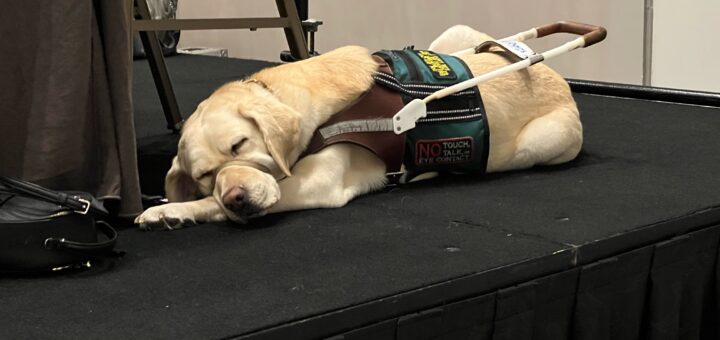Romana, a yellow Labrador Retriever guide dog lies asleep on a black stage platform. The dog is wearing a harness with patches that read 'Guide Dogs for the Blind'